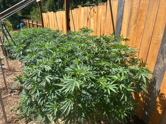 2026 Outdoor Grows! let's see em!