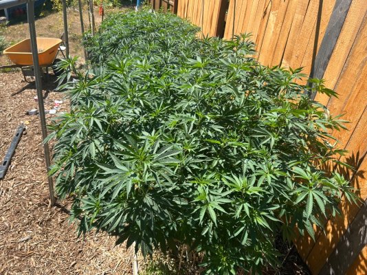 2026 Outdoor Grows! let's see em!