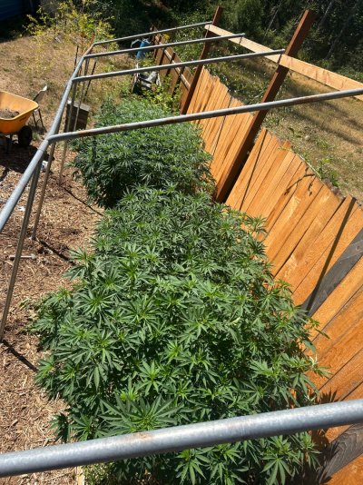 2026 Outdoor Grows! let's see em!