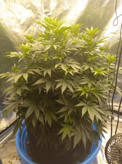 1 Pot Grow in a 4x4