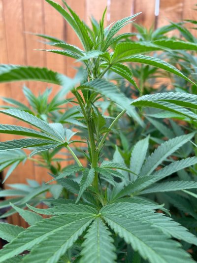 2026 Outdoor Grows! let's see em!