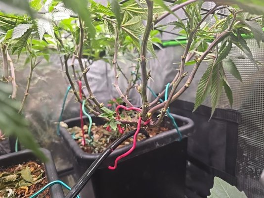 To Autopot, or not to autopot...