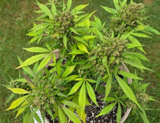2026 Outdoor Grows! let's see em!