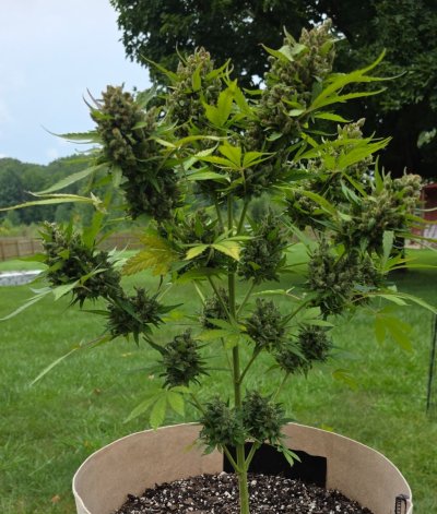 2026 Outdoor Grows! let's see em!
