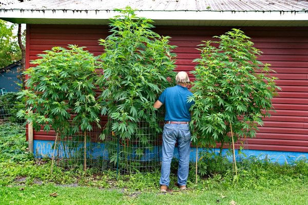 Aloha Limone Colorado Seed Company