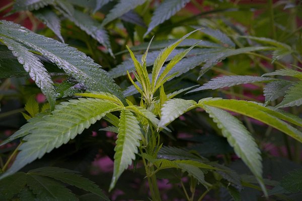 Cpurola's Outdoor grow in Southeast Michigan 2026