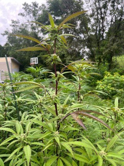 2026 Outdoor Grows! let's see em!