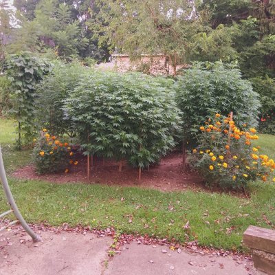 2026 Outdoor Grows! let's see em!