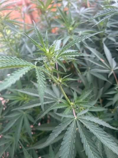 2026 Outdoor Grows! let's see em!