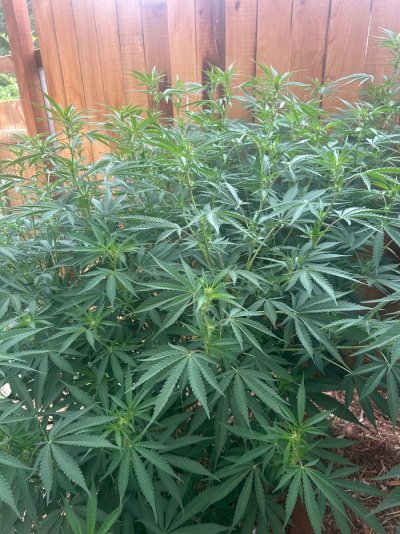 2026 Outdoor Grows! let's see em!