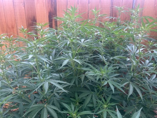 2026 Outdoor Grows! let's see em!