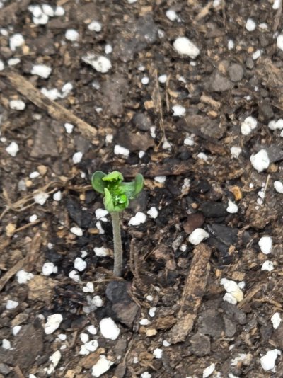 Stuck plant seed but removed.