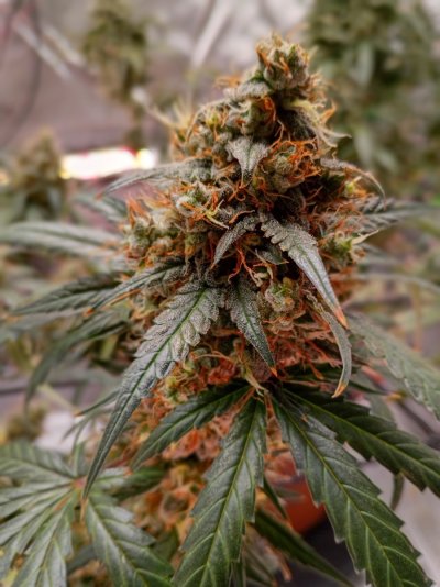 My 1st auto flower grow 2 plants a GG4 and a Girl Scout Cookie