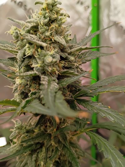 My 1st auto flower grow 2 plants a GG4 and a Girl Scout Cookie