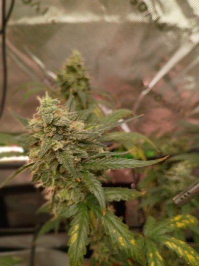 My 1st auto flower grow 2 plants a GG4 and a Girl Scout Cookie