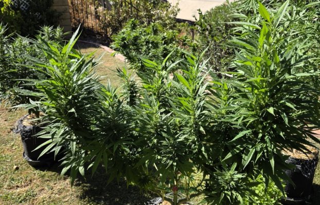 Perpetual, permanent, perennial grow diary... 🙃