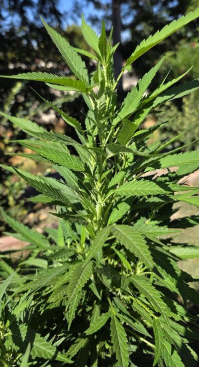 Perpetual, permanent, perennial grow diary... 🙃