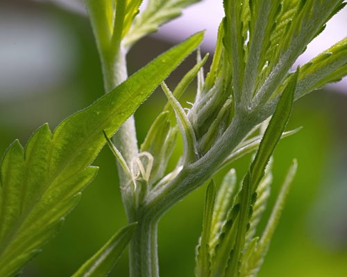 Cpurola's Outdoor grow in Southeast Michigan 2026