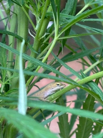 IMG_8632.jpeg