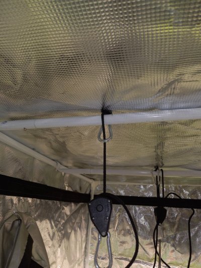 1 Pot Grow in a 4x4