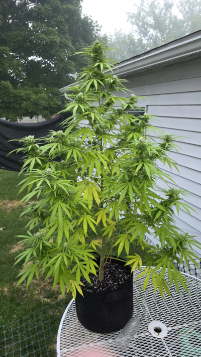 2026 Outdoor Grows! let's see em!