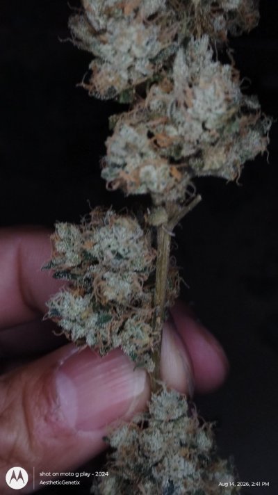 IMG_20260814_144156963_HDR.jpg