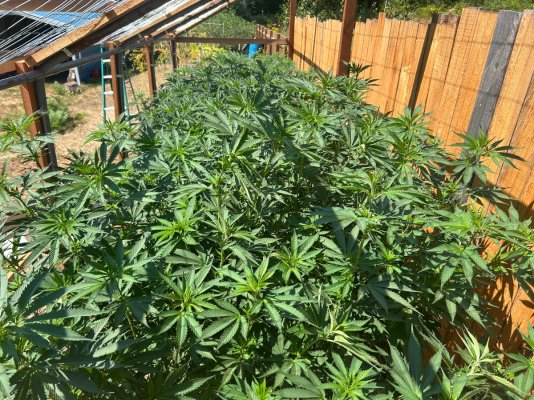 2026 Outdoor Grows! let's see em!