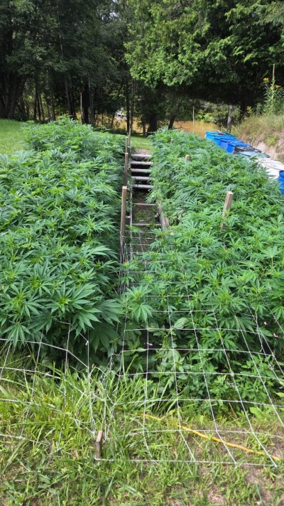 2026 Outdoor Grows! let's see em!