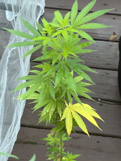 2026 Outdoor Grows! let's see em!