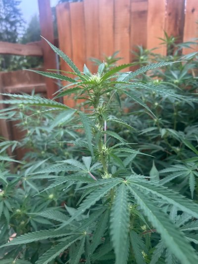 2026 Outdoor Grows! let's see em!