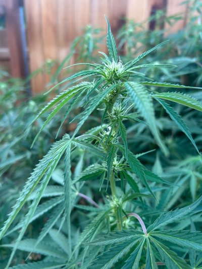 2026 Outdoor Grows! let's see em!
