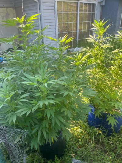 2026 Outdoor Grows! let's see em!