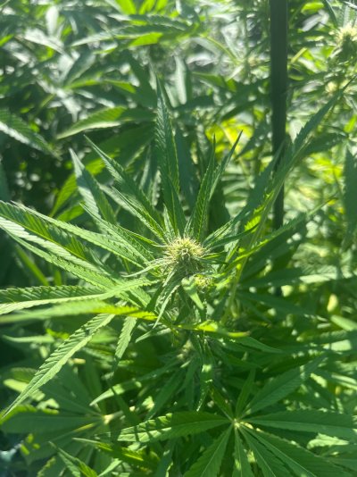 2026 Outdoor Grows! let's see em!