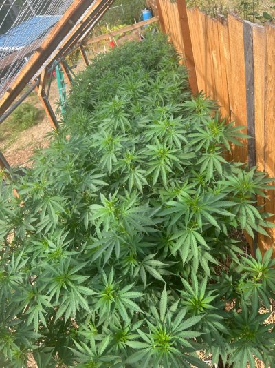2026 Outdoor Grows! let's see em!