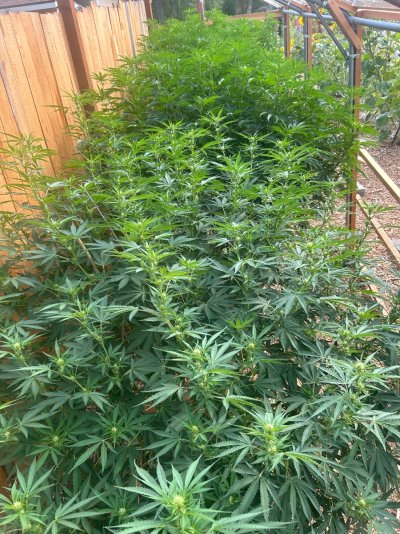 2026 Outdoor Grows! let's see em!