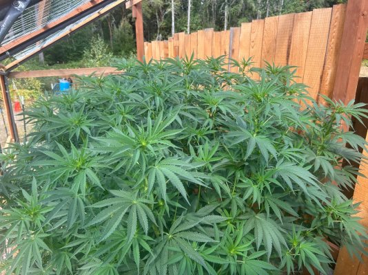 2026 Outdoor Grows! let's see em!