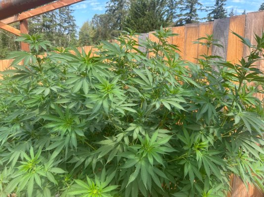 2026 Outdoor Grows! let's see em!
