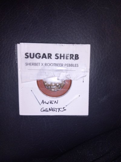 Sugar Sherb Community Seed Run