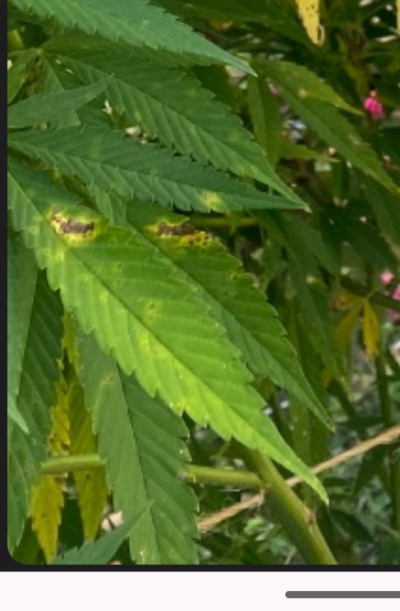 Is this disease on my outdoor  purple punch?