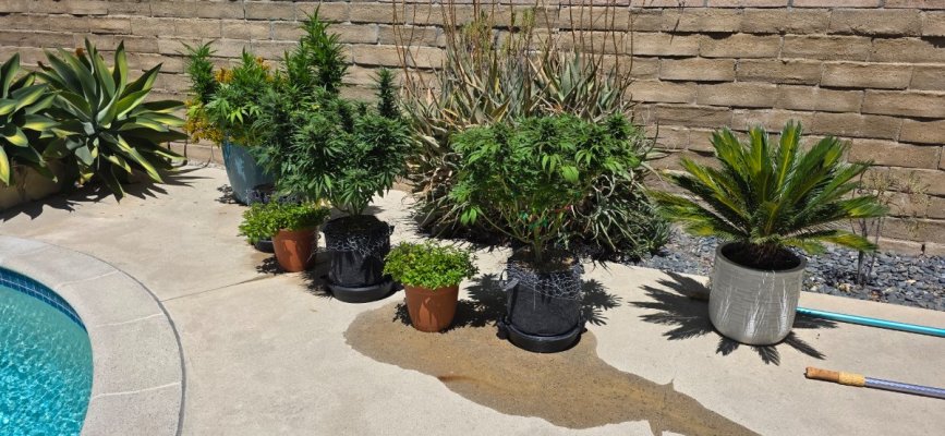 Perpetual, permanent, perennial grow diary... 🙃