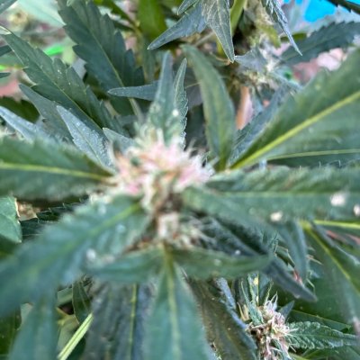 IMG_8609.jpeg