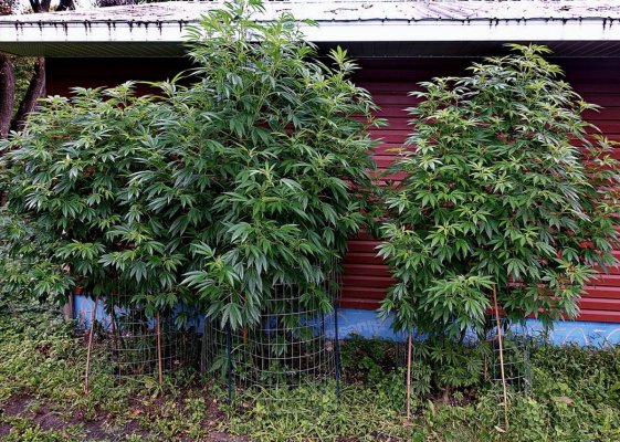 2026 Outdoor Grows! let's see em!