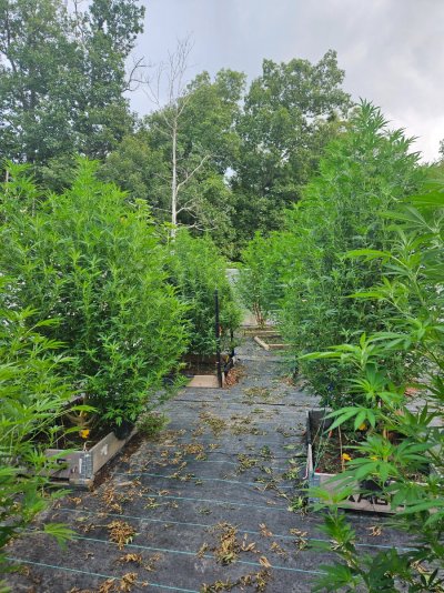 2026 Outdoor Grows! let's see em!