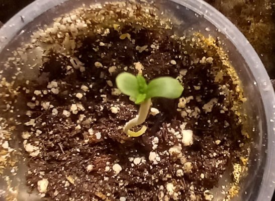 Sugar Sherb Community Seed Run