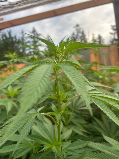 2026 Outdoor Grows! let's see em!