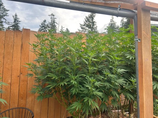 2026 Outdoor Grows! let's see em!