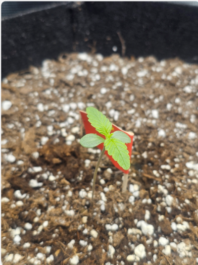 New to growing, need to pick some brains about wicking systems