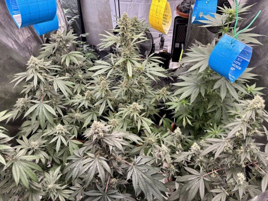 Hemp’s grow house, come hang out.