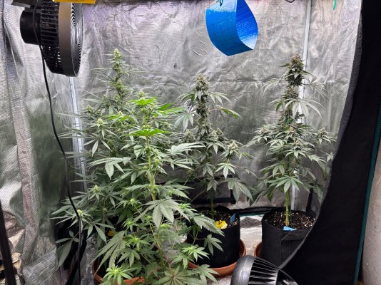 Hemp’s grow house, come hang out.