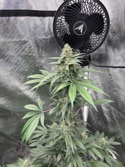 Hemp’s grow house, come hang out.